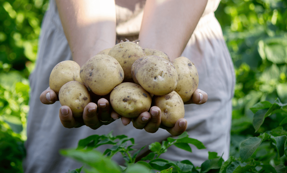 Embracing Winter:  Aligning with Nature’s Rhythms for Deep Renewal... - AZ Naturally