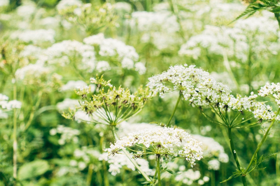 The Incredible Benefits of Yarrow Salve: A Natural Skincare Wonder - AZ Naturally