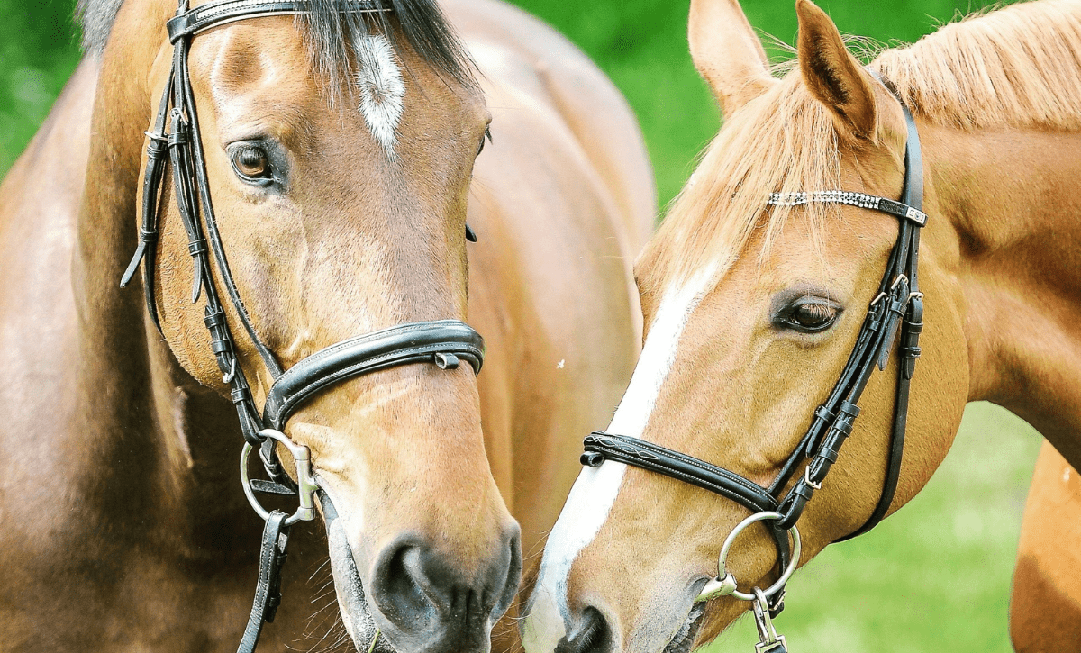 The Year of the Horse: A Time to Move Forward with Purpose... - AZ Naturally