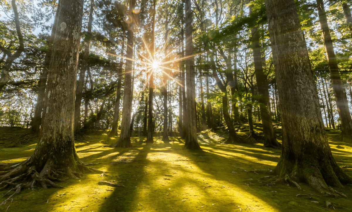 You’re Not Sick... You’re Disconnected from Nature. - AZ Naturally