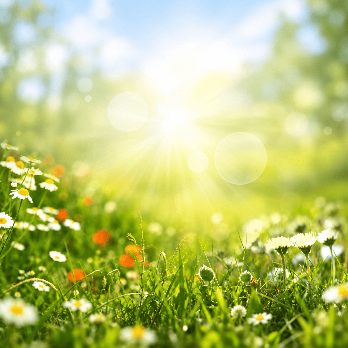 A bright, sunlit meadow scene with green grass, small white and yellow wildflowers, and soft lens flares across the background.