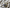 Moon Whip - 