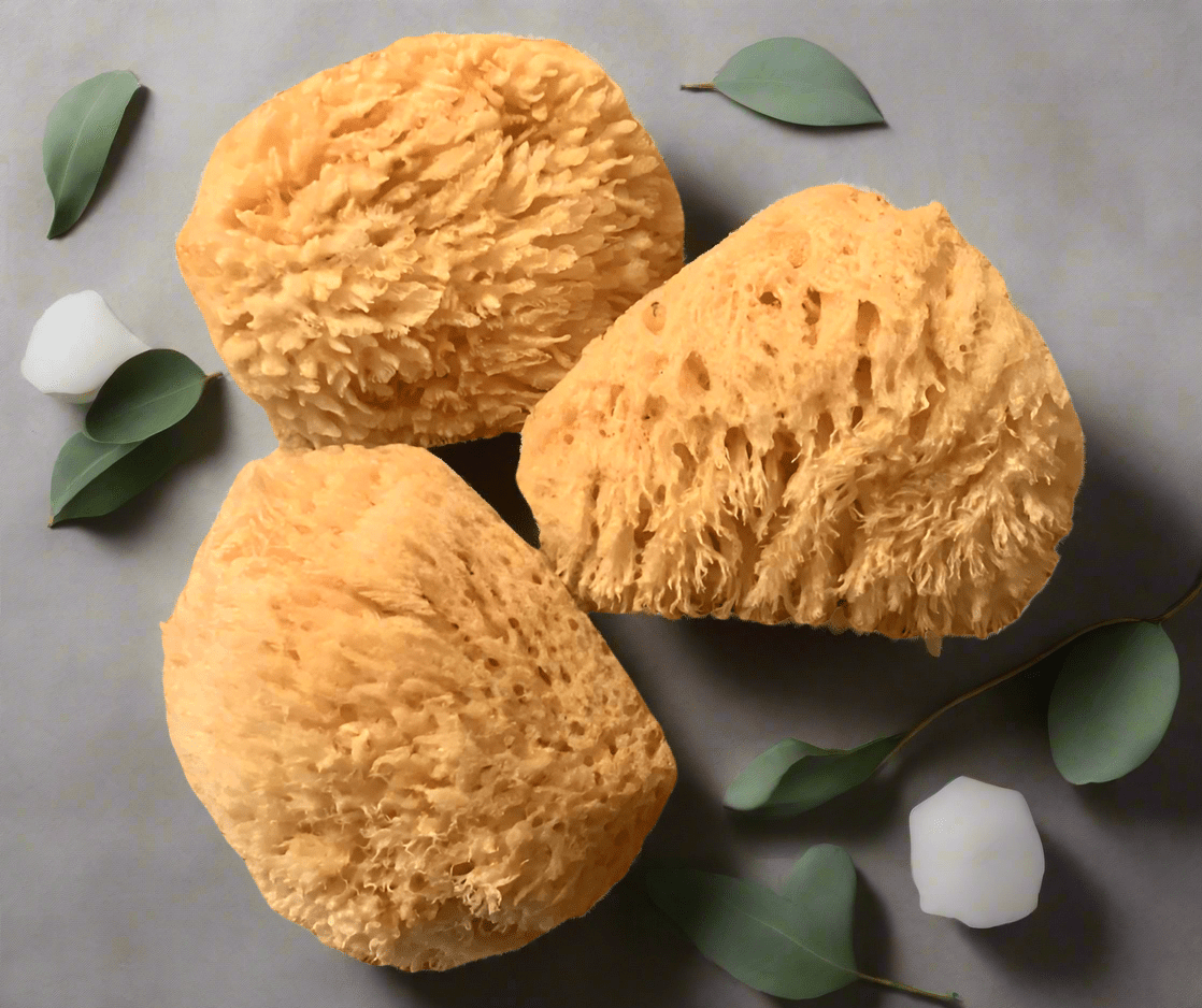 'Natural Bath Sponges from the Sea' on a light gray background with leaves
