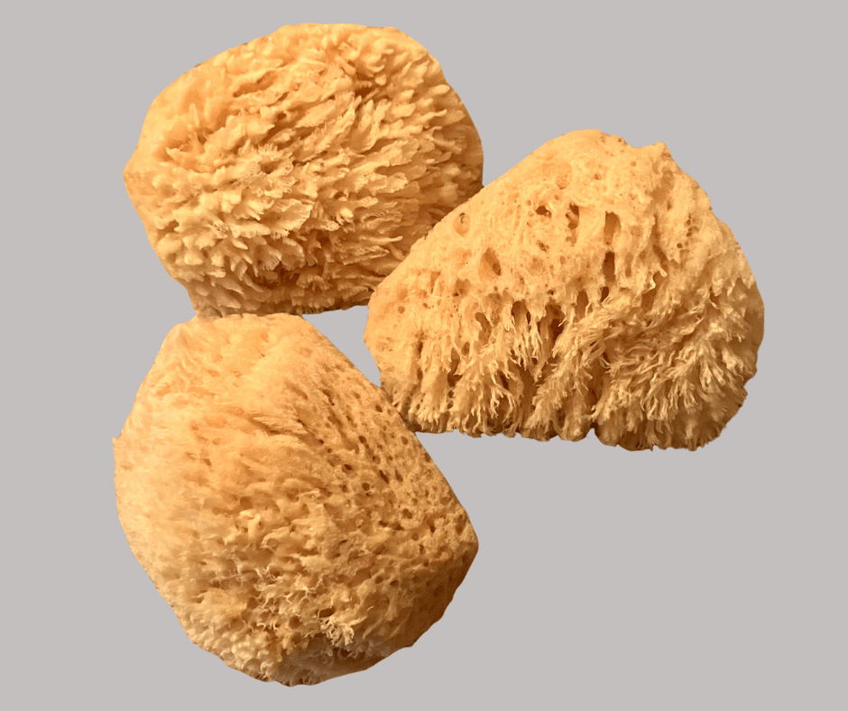 'Natural Bath Sponges from the Sea' on a light gray background