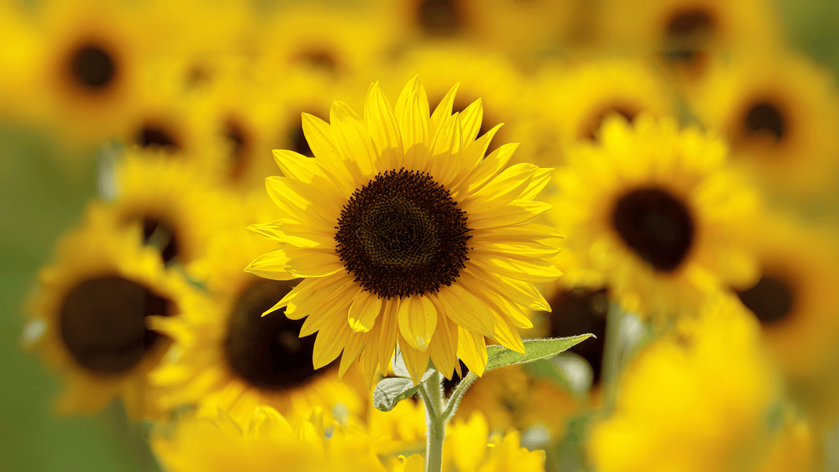 A close-up of a bright yellow sunflower with a dark brown center, surrounded by a blurred field of more sunflowers.